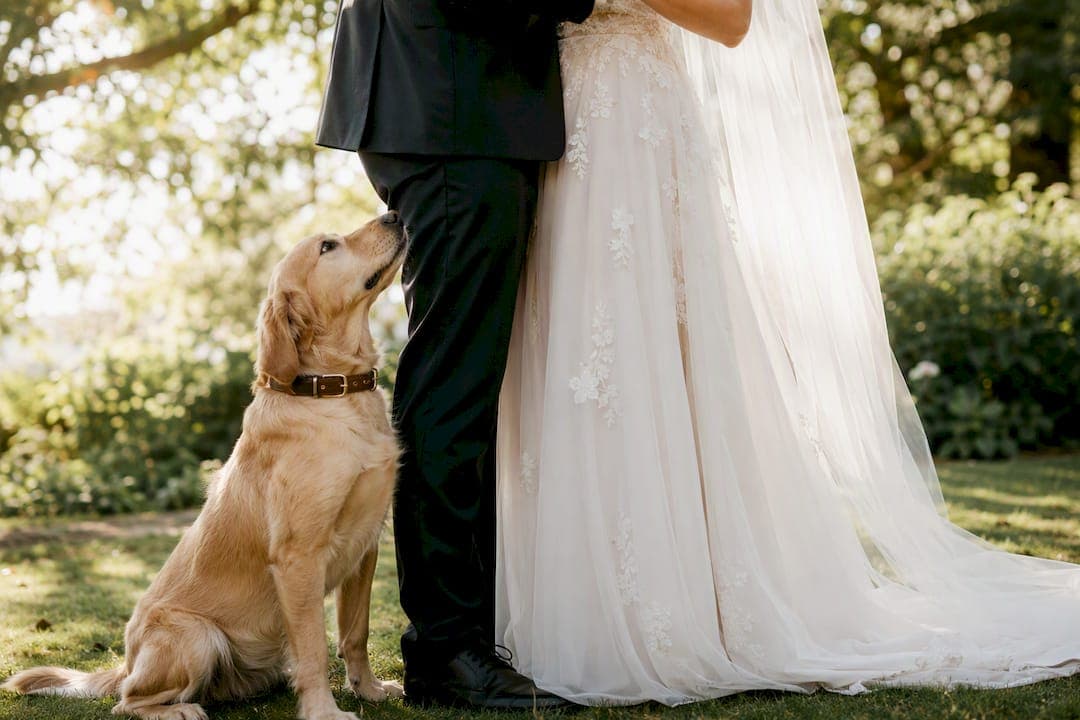 Getting pet friendly wedding photos right on the day